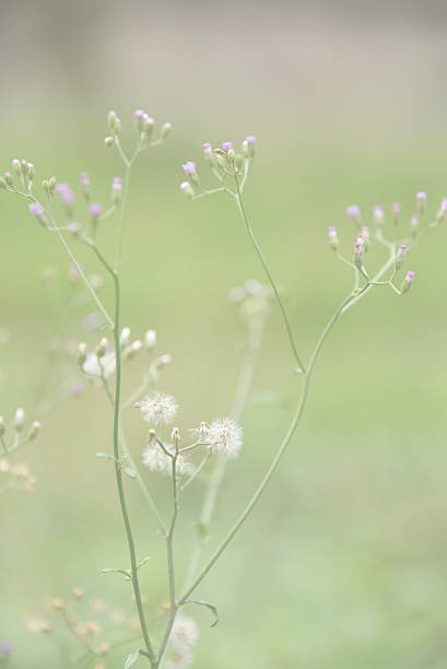 istock Grass flower in the wild 619055504