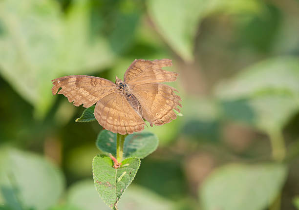 close up of chocolate pansy (junonia iphita) butterfly - ryan moore imagens e fotografias de stock