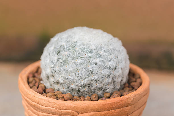 mammillaria plumosa cactus en olla de barro - mammillaria cactus fotografías e imágenes de stock