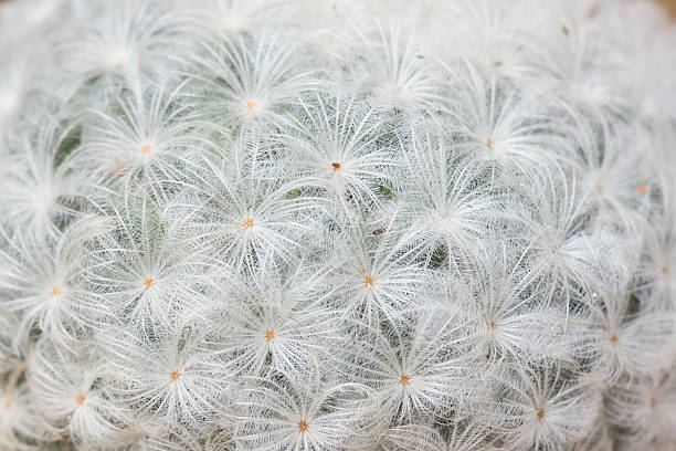 istock Mammillaria plumosa cactus in macro, cactus throne texture 619055780