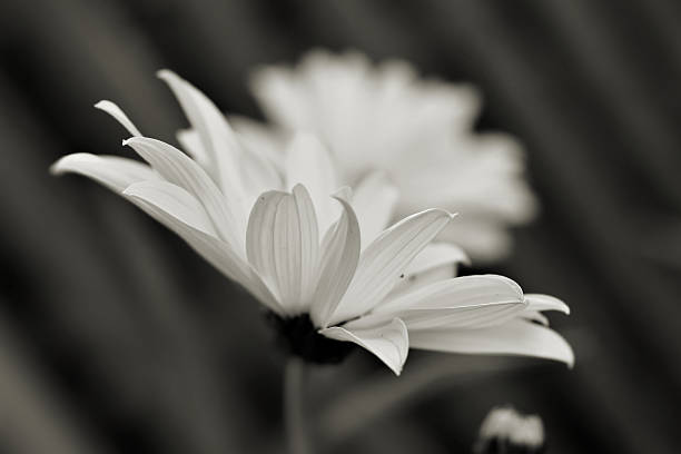 istock in the garden 619058000