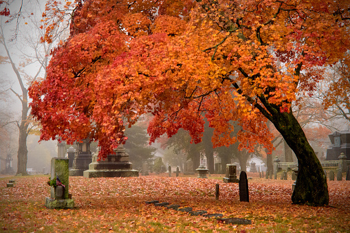 A beautiful Maple shelters a Veterans' Headstone.