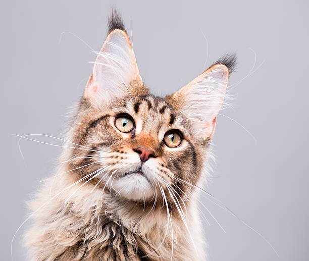 istock Portrait of Maine Coon cat 619060858