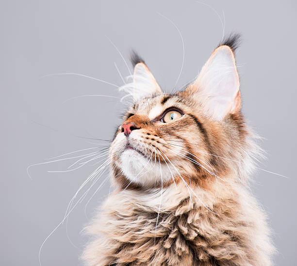 istock Portrait of Maine Coon cat 619060936