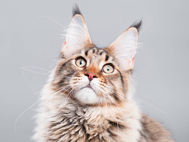 istock Portrait of Maine Coon cat 619061008