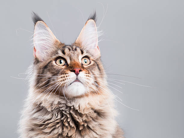 istock Portrait of Maine Coon cat 619061056