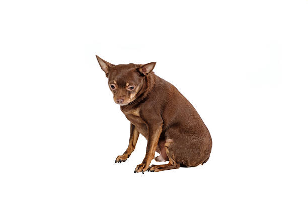 istock Small sad dog sitting isolated 619061592