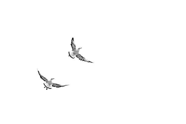 istock Unusual flying birds, funny looking birds 619061782