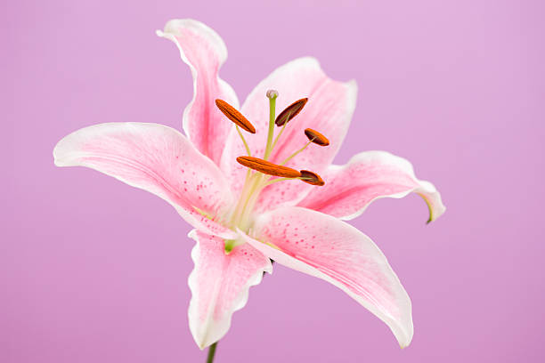 istock Close up of Casablanca 619062044