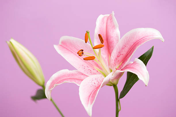 istock Close up of Casablanca 619062082