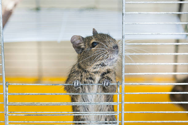 istock Degu climbs out of the cell 619062214