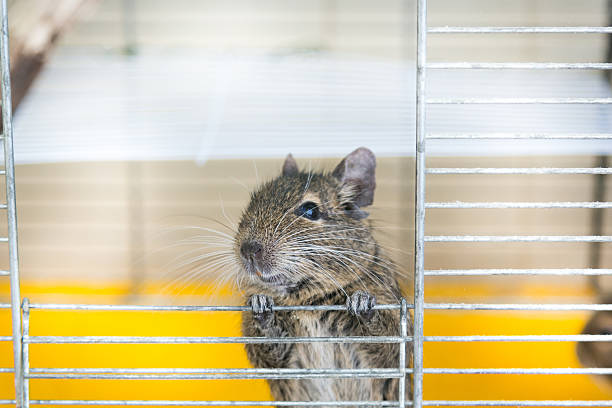 istock Degu climbs out of the cell 619062276