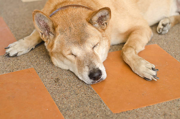 Cute brown dog laying on the floor