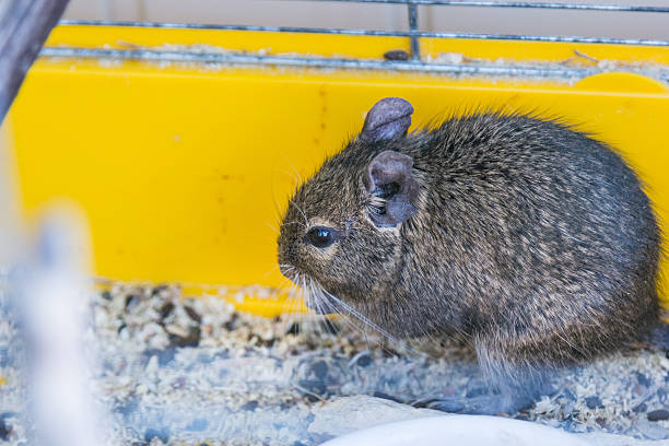 istock funny domestic degu squirrel in his house 619063138