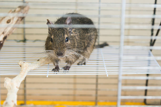 istock funny domestic degu squirrel in his house 619063368