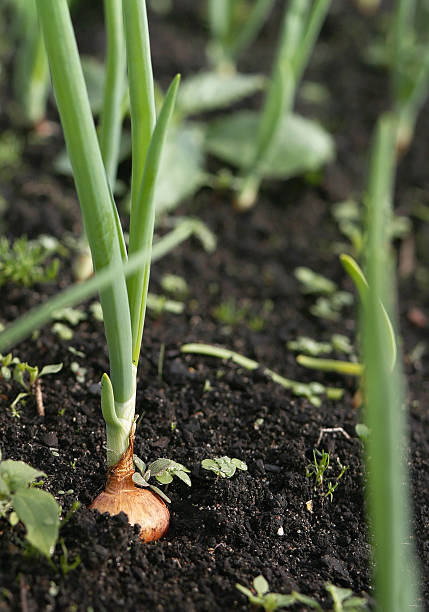 istock Spring garden plants - garlic, onion. bow grows on beds 619063454