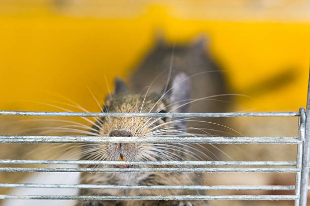 istock funny domestic degu squirrel in his house 619063458