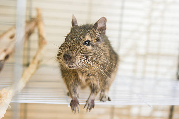 istock funny domestic degu squirrel in his house 619063818