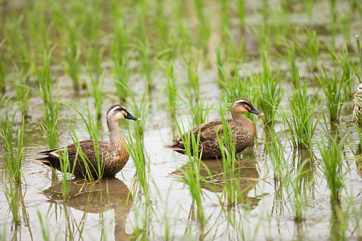 Ducks in rice paddy