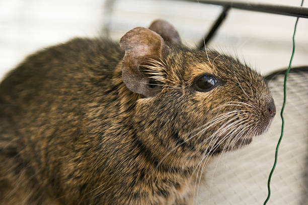 istock funny domestic degu squirrel in his house 619064222