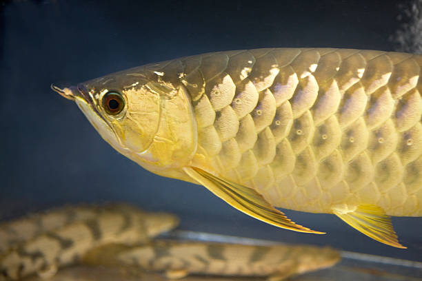 istock Close up of Arowana 619065324