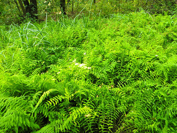 istock Green fern in a forest 619065548