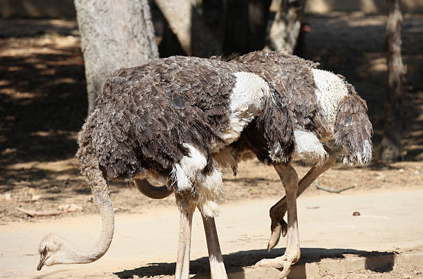 istock Ostrich bird with a long neck, Thailand 619067636
