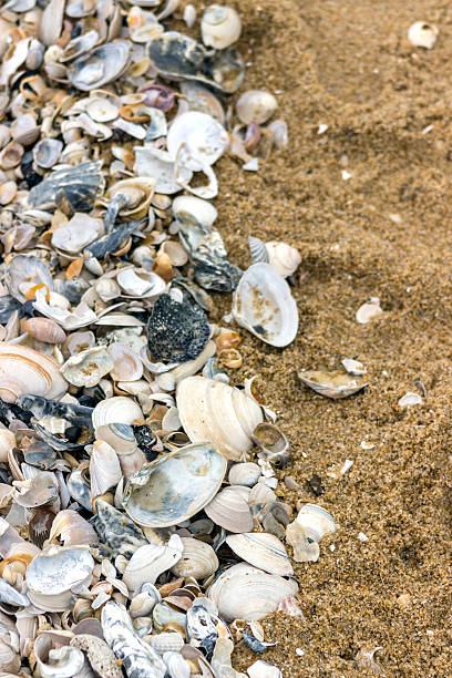 istock sea shells at the beach with sand portrait 619067720