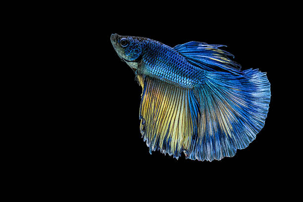 istock Siamese fighting fish or Betta fish isolated on black background. 619070660