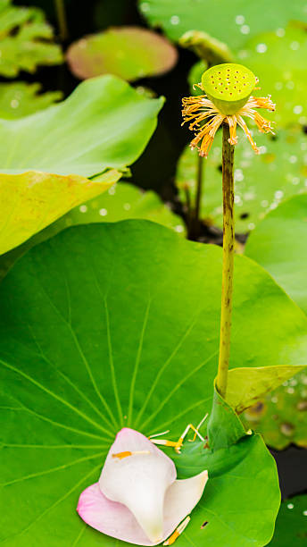 연못에서 아름다운 분홍색 연꽃. - water lily floating on water lotus leaf 뉴스 사진 이미지