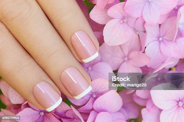 Short Pink Lilac French Manicure Stock Photo - Download Image Now - France,  Fingernail, Artificial Nail - iStock