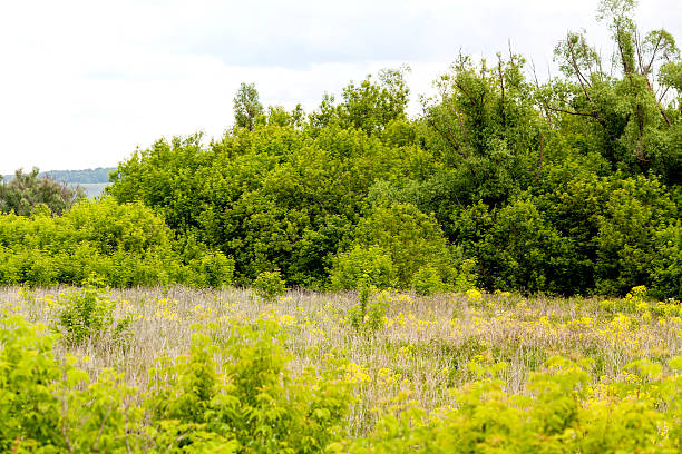 istock Beautiful landscape of summer nature 619071640