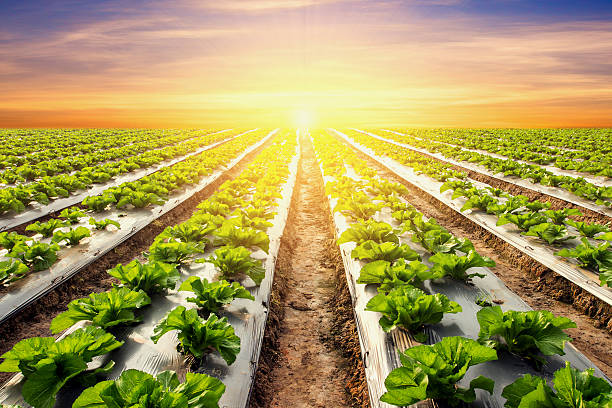 istock lettuce plant on field vegetable and agriculture sunset 619072730