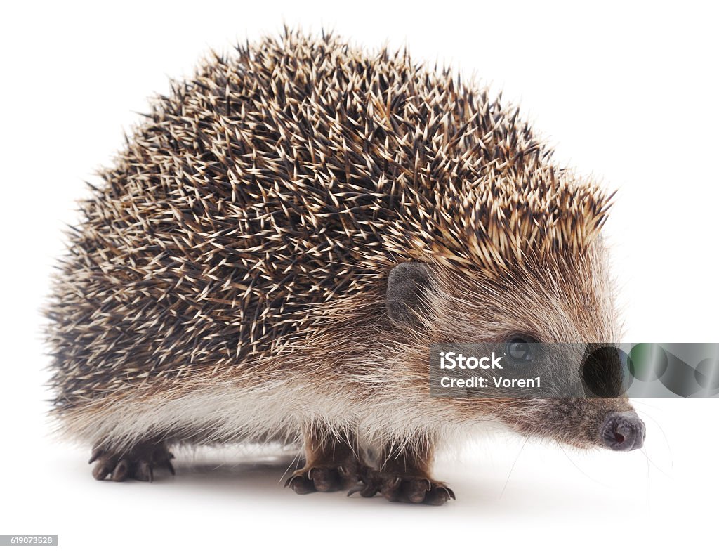 Small hedgehog. Small hedgehog isolated on a white background. Hedgehog Stock Photo