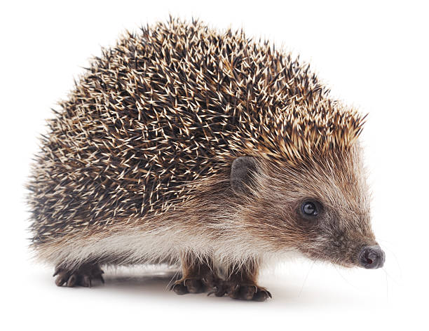 Small hedgehog. Small hedgehog isolated on a white background. hedgehog stock pictures, royalty-free photos & images