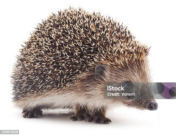 Small Hedgehog Stock Photo - Download Image Now - Hedgehog, Cut Out, White Background