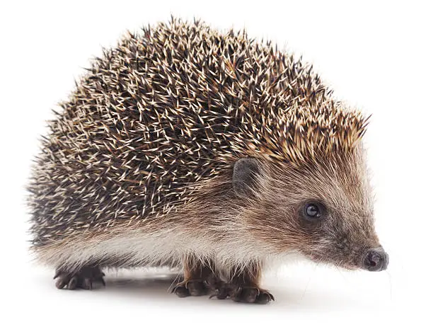 Small hedgehog isolated on a white background.