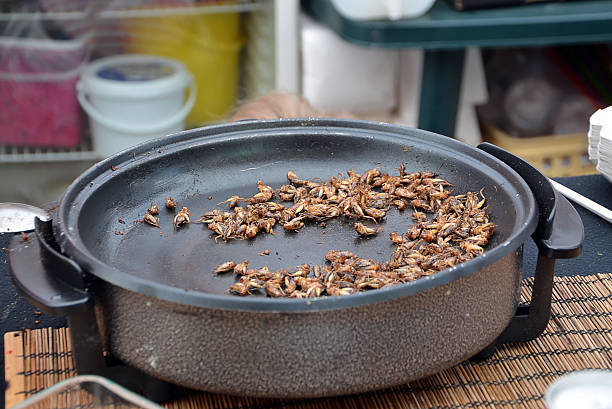 true crickets proteins food frying on the pan