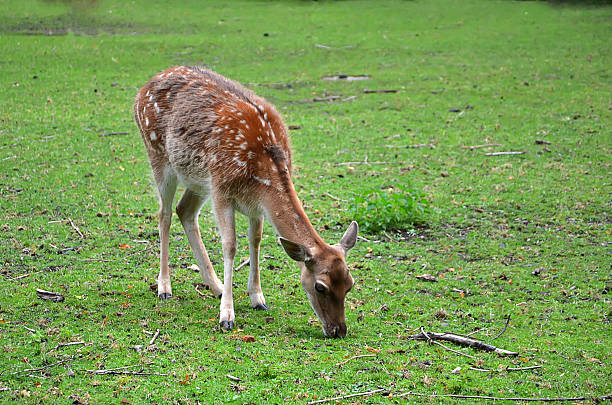 istock feeding fallow deer female on the grass photography 619074946
