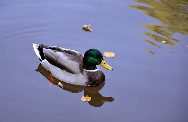istock one duck male on small lake reflecting in water 619075310