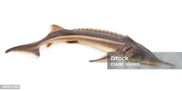 Wild Sturgeon Stock Photo - Download Image Now - Sturgeon, White Color, Animal
