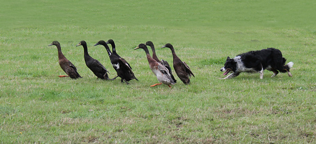 A Collie Dog Herding a Group of Indian Running Ducks.