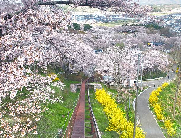Cherry blossom in Funaoka Joshi Park in Miyagi prefecture, Japan stock photo