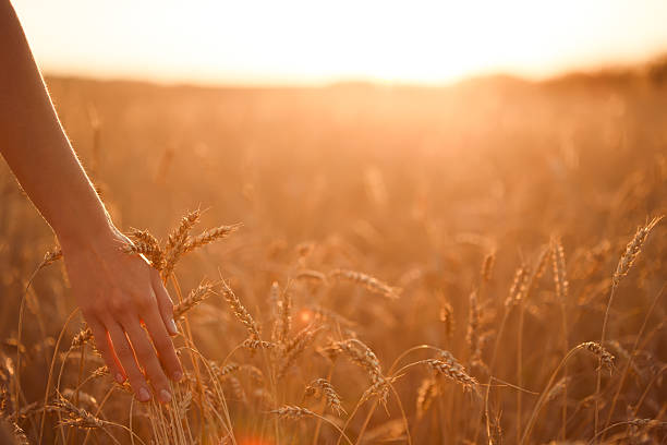 istock Woman's hand touch wheat ears at sunset. 619079098