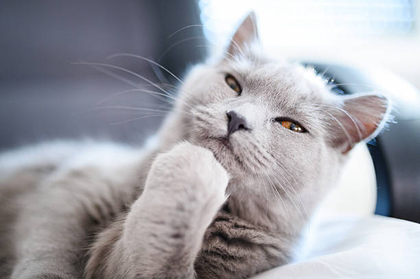 89,565 Animal Thinking Stock Photos, Pictures & Royalty-Free Images -  iStock | Animal thinking funny