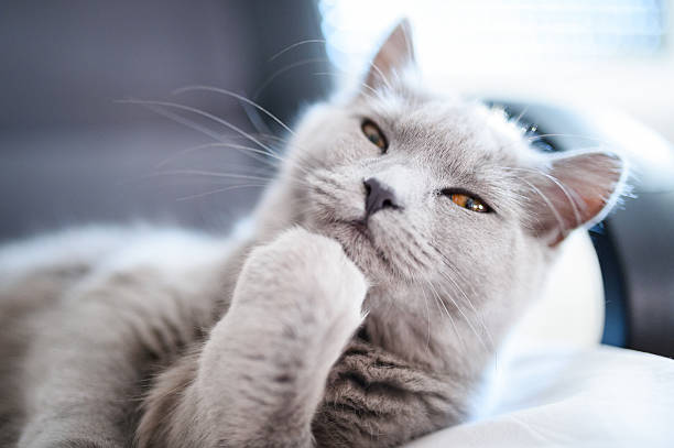 89,565 Animal Thinking Stock Photos, Pictures & Royalty-Free Images - iStock | Animal thinking funny 89,565 Animal Thinking Stock Photos, Pictures & Royalty-Free Images - iStock | Animal thinking funny