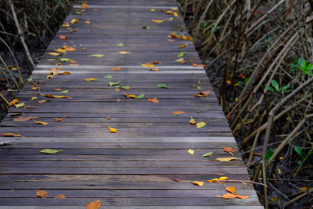 Autumn in mangrove forest with wood walkway bridge and leaves of tree.Phetchaburi ,Thailand. Photo taken on: Octuber 29, 2016