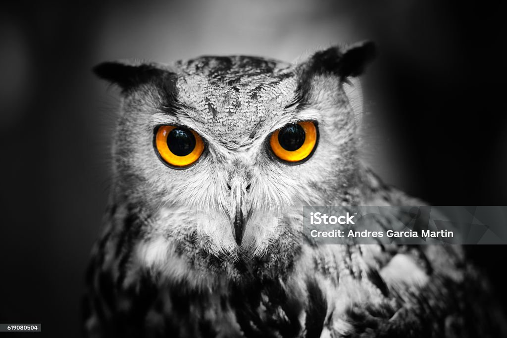 Headshot of a great horned owl Portrait of a female great horned owl against a dark background. Partially toned. Animal Eye Stock Photo
