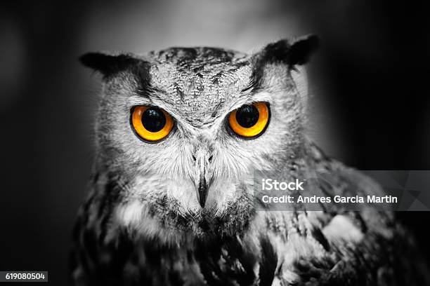 Headshot Of A Great Horned Owl Stock Photo - Download Image Now - Animal Eye, Owl, Nature