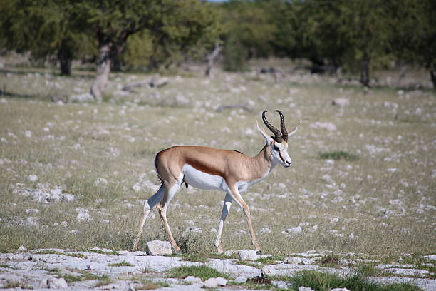 This is a color photograph of a wild springbok sitting outdoors in Etosha National Park in Namibia, Africa.